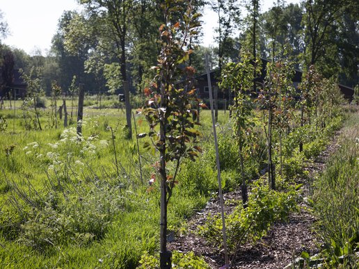 voedselbosGlanerbeek_plantrij - Maud Aarts